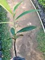kamagong seedlings / rare and native fruit mabolo fruit tree seedlings / velvet apple  seedlings. 