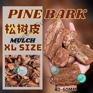 1 KG XL size PINE BARK Pine scale Orchid potting Pine Bark MURCH GARDENING PLANTING PINE BARK  松鳞松树皮 树皮 (L size/20-50mm)