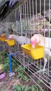 10PCS Hanging Feeder Cup Bird Waterer For Chickens Birds Rabbits s 3 Size Plastic Cup Cage