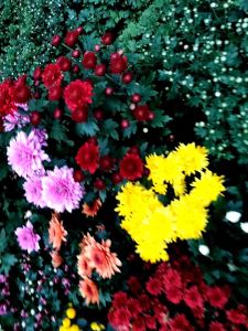 2 POHON TANAMAN HIDUP BUNGA KRISAN ASTER WAENA WARNI