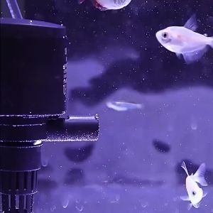 SOBO AQUARIUM Submersible Water Pump Aquarium Pump 12 MONTHS WARRANTY WP-880 WP-1880 WP-2880 WP-3880 WP-4880 pam air