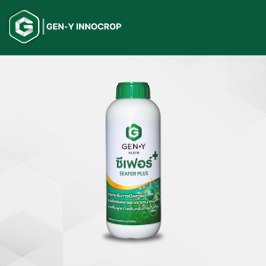 ซีเฟอร์พลัส 1L. สูตร X3 (สารสกัดจากสาหร่ายสีเขียวและกรดอะมิโนแบบสกัดเย็นเข้มข้น) ช่วยกระตุ้นการแตกใบอ่อน เปิดตาดอก ขยายขนาดผล ฟื้นฟูสภาพต้นโทรมหลังเก็บเกี่ยว