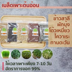 เมล็ดเพาะงอก เมล็ดต้นอ่อนทานตะวัน เมล็ดถั่วลันเตา เมล็ดผักบุ้ง เมล็ดข้าวสาลี 5 ชนิด อัตราการงอกสูง ชนิดละ 200 กรัม รวม 1000 กรัม