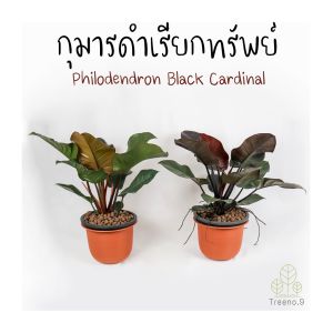 Treeno.9 T306 กุมารดำเรียกทรัพย์ กระถางดำ 10 นิ้ว สูง 50-60 cm (Philodendron Black Cardinal) ไม้ฟอกอากาศ ไม้มงคล ใบสวยงาม