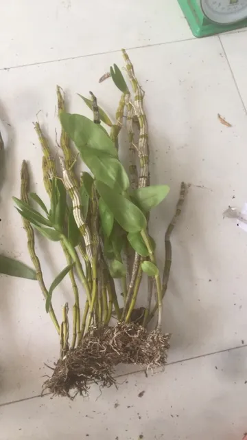 Lan%20Ho%C3%A0ng%20phi%20h%E1%BA%A1c%20-%20Image%206