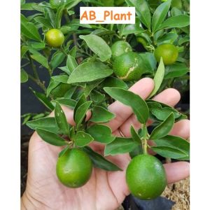 Bibit jeruk tongheng berbuah lebat
