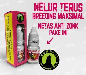 SEMPATI MACET BREEDING MENINGKATKAN KESUBURAN KUALITAS TELUR MURAI KACER DLL