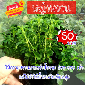 S8 หญ้าหวาน พืชสมุนไพร ควบคุมน้ำตาล ต้นพันธุ์ รากเดิน พุ่มสวย พร้อมลงดิน