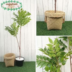 Pohon Artificial Willow Variasi Warna Merah & Hijau X2 Semi Latex Pot Dasar Hitam Cover Purun Handle Hiasan Ruang Tamu