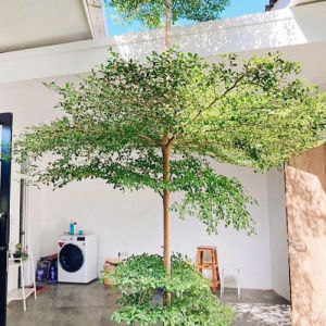 Bibit Bunga Ketapang Kencana Tinggi 1 Meter