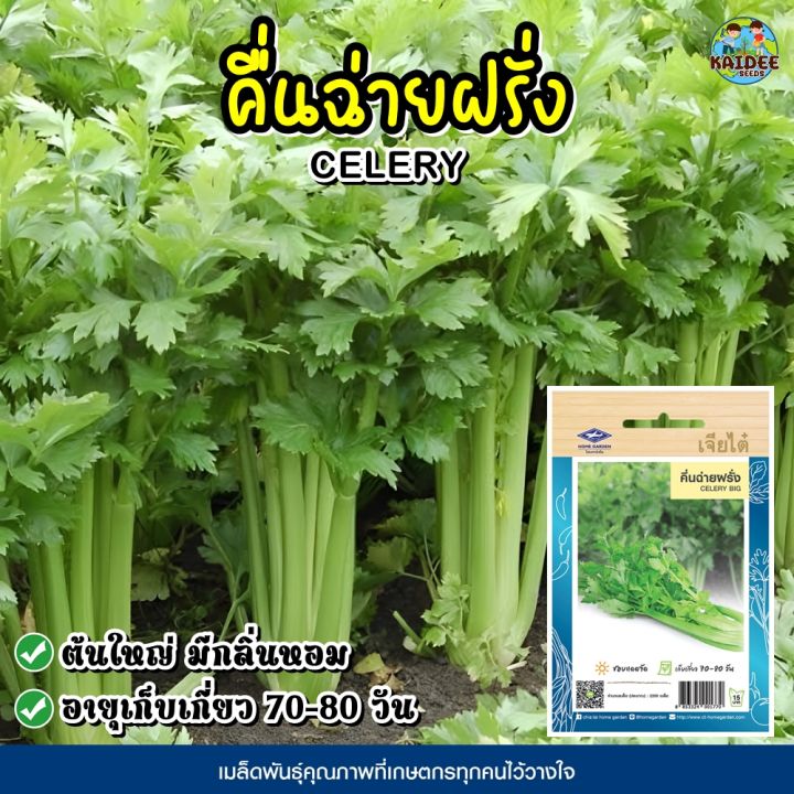 เมล็ดคื่นฉ่ายฝรั่ง เจียไต๋ กลิ่นหอมเป็นเอกลักษณ์