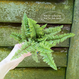 Boston Fern Fluffy Ruffles (Nephrolepis exaltata)波士顿肾蕨/terrarium/ paludarium/Vivarium/Gardening