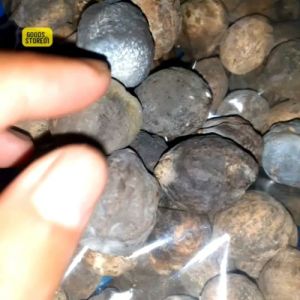 Muncang Adu Eti/Jayanti Garut Ori Jawa Jalim 4G Nyonyo Mayit