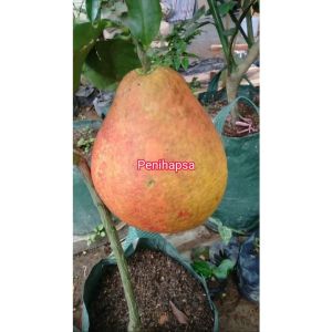 Jeruk red pamelo jumbo super