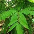 Daun Belimbing Wuluh Herbal Segar (1000 Gram). 
