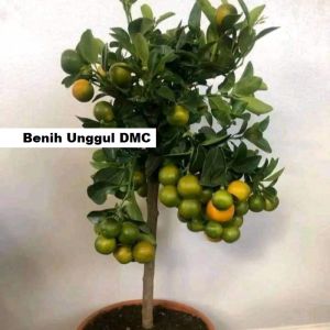 Bibit Jeruk siam madu kondisi berbuah banyak