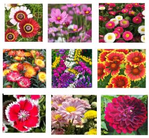 โปรโมชั่นเฉพาะเดือนนี้เท่านั้น เมล็ดพันธุ์ดอกไม้ ดอกเดซี่ คละสี สีขาว สีชมพู สีเหลือง สีแดง จำนวน 100 เมล็ด ราคาซองละ 16 บาท สินค้าพร้อมส่งทันที