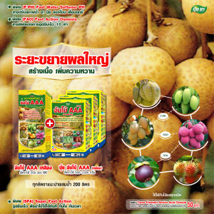 ขยายผลใหญ่ลำไย จัมโบ้ AAA เร่งสร้างเนื้อ เพิ่มหวาน ผิวเหลืองทอง ระยะเมล็ดเริ่มเปลี่ยนสี ฮอร์โมนพืช ปุ๋ยเกล็ด ปุ๋ยยา 1 ลิตร + 3 กก.