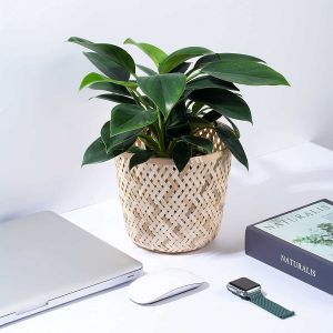 Sọt tre trắng l Sọt để vật dụng l Sọt trồng cây