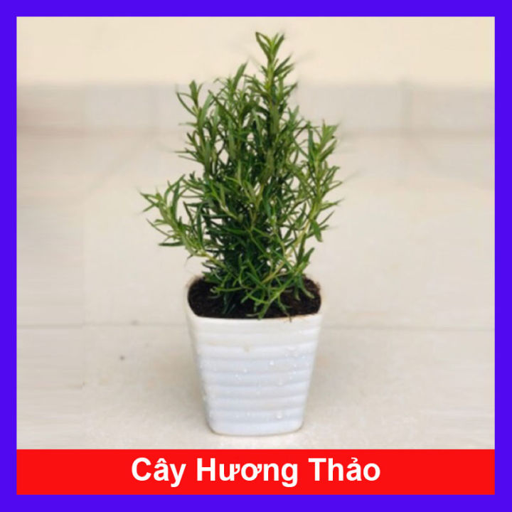Cây hương thảo - rosemary - cây gia vị với hương thơm dịu nhẹ, vừa đuổi ...