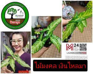 (1 ต้น) เงินไหลมา ต้นเงินไหลมา เงินไหล ไม้แปลงร่าง ไม้มงคล ไม้ฟอกอากาศ ไม้ประดับ ต้นไม้ ไม้ใบ ไม้ด่าง พืช ว่าน ซิงโกเนียม syngonium plants tree m24