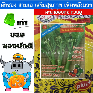 AAA 🇹🇭 ผักซอง 3A J006#คะน้าฮ่องกง(พันธุ์กวนอู) ผักซองตั้ง คะน้า ผักซองจัมโบ้ เมล็ดพันธุ์ผัก AAA สามเอ ผักซองราคาถูก