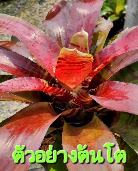 สับปะรดสี Neo. Blushing Tiger จำนวน 1 ต้น จัดส่งแบบถอดกระถาง ต้นไม้มงคล