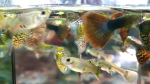 Guppy Sakura 5 pair