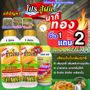 นาทีทอง โปรสู้ฝน 1 แถม 2 แก้ไขอาการข้าวโพดน็อคน้ำ ต้นเหลือง ต้นม่วง แกนเล็ก เมล็ดเต็มน้ำหนักดี ฮอร์โมนฉีดพ่นทางใบ