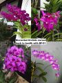 BF-01 Liquid Organic Fertilizer–All-in-one Plant / Gardening Solution (A product of Beyond Fertilizersᵀᴹ). 