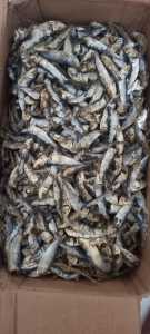 COD ikan asin ninis tanjan rebus  1kg murah Best Seller