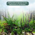 5 Pcs Driftwood Branches Aquarium Wood Decoration Natural Fish Tank Habitat Decor Wood for Lizard Assorted Size-Small. 