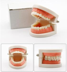 Medicine Dental tooth model Early childhood teaching teeth model for Kid