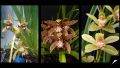 COMBO 3 THÂN ĐỊA Lan kiếm hồng hoàng , trần mộng thu - Cymbidium iridioides. 