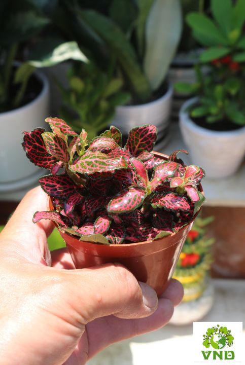 Ch%E1%BA%ADu%20l%C3%A1%20G%E1%BA%A5m%20May%20M%E1%BA%AFn%20m%C3%A0u%20%C4%91%E1%BB%8F%20-%20Image%201