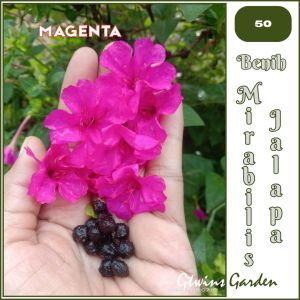 GG | 200 Benih Bunga Pukul 4 Mirabilis Jalapa Magenta