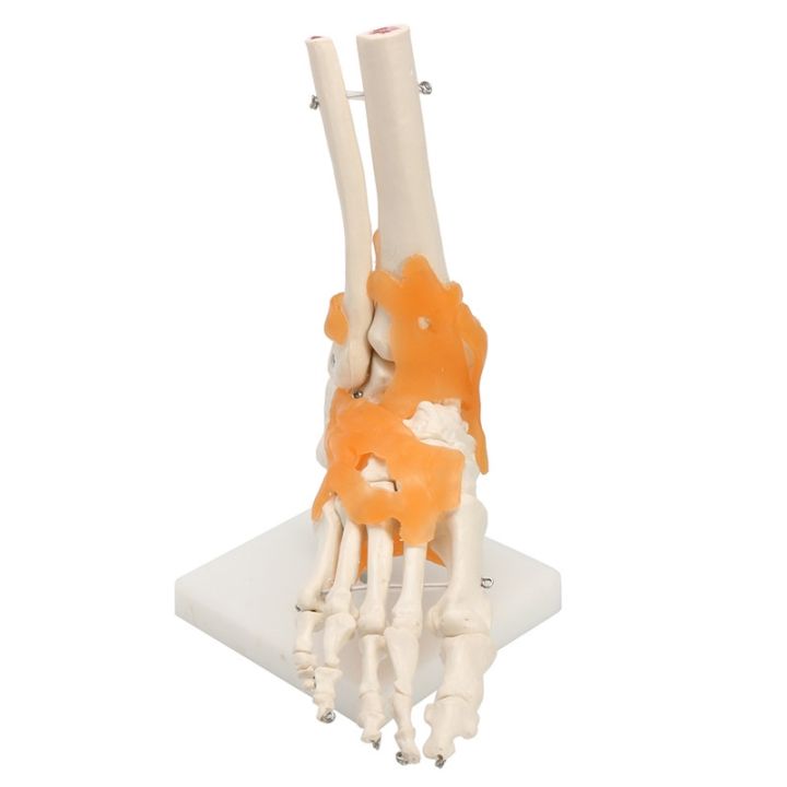 Menselijke Voet Enkelgewricht Ligament Skelet Medische Anatomie Model ...