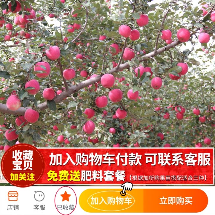 Potted courtyard of red Fuji apple tree with live seedlings and fruit