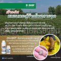 BASF Rampage แรมเพจ สารกำจัดแมลงศัตรูพืช ขนาด 500 มล.. 