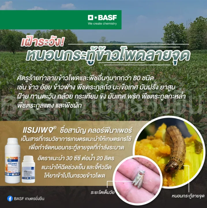 BASF%20Rampage%20%E0%B9%81%E0%B8%A3%E0%B8%A1%E0%B9%80%E0%B8%9E%E0%B8%88%20%E0%B8%AA%E0%B8%B2%E0%B8%A3%E0%B8%81%E0%B8%B3%E0%B8%88%E0%B8%B1%E0%B8%94%E0%B9%81%E0%B8%A1%E0%B8%A5%E0%B8%87%E0%B8%A8%E0%B8%B1%E0%B8%95%E0%B8%A3%E0%B8%B9%E0%B8%9E%E0%B8%B7%E0%B8%8A%20%E0%B8%82%E0%B8%99%E0%B8%B2%E0%B8%94%20500%20%E0%B8%A1%E0%B8%A5.%20-%20Image%204