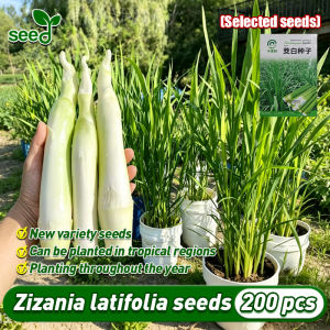 [Selected Seeds] 200pcs/pack Authentic Zizania latifolia seeds for Planting Vegetables (Fast Growing)‌ Organic Vegetable Seeds for Pot Gardening Water bamboo Wild rice stem Seeds Indoor Potted Zizania latifolia Live Plant Seeds Bonsai Veggie Seeds