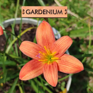 Umbi Bunga Rain Lily Lavalon - Rainlily Zephyranthes Hybrid