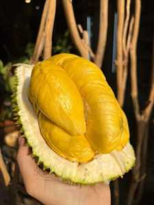 Bibit Durian Hitam Kaki 3 Super Unggul