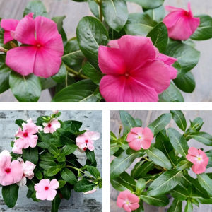 Pokok Bunga Vinca/Kemunting Cina