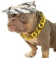 2Pack Dog Costume Set, Adjustable Gold Plated Dog Chain Collar and Headband Hip Hop Square Satin Head Scarf Head Cover Apparel Party Costume Cosplay Accessories for Medium Large Dogs(Blue). 