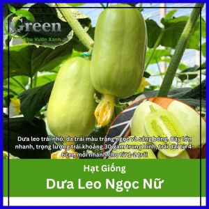 Hạt giống dưa leo Ngọc Nữ dễ trồng (nội địa Trung) - gói 8-10 hạt