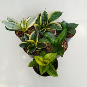 paket 6 tanaman hias sensivera mini