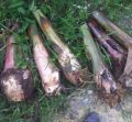 Benih Anak Pokok Pisang Emas (dikorek Dari pokok induk). 