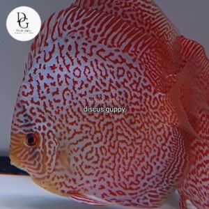 Hiasan Aquarium Discus blue soft Premium untuk Aquascape