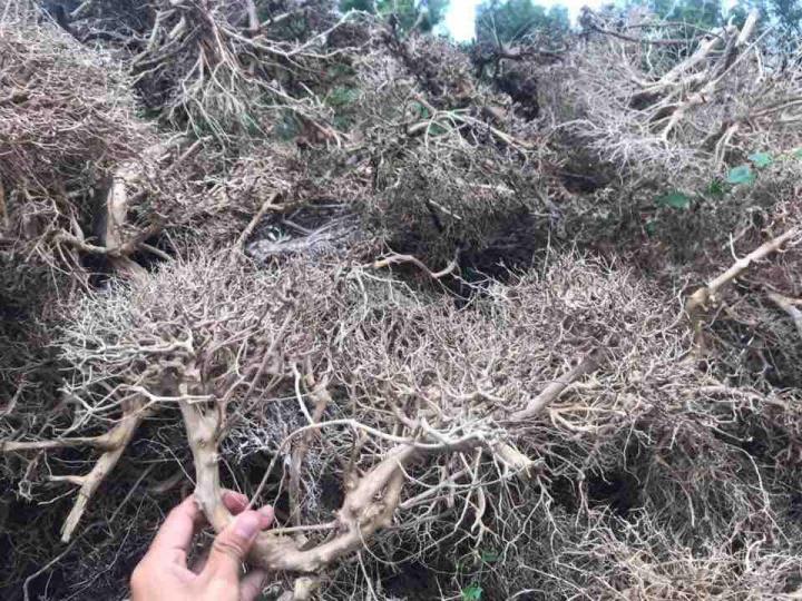 L%C5%A9a%20X%C6%B0%C6%A1ng%20Ch%C3%B9m%2030k/100g%20-%20Image%206